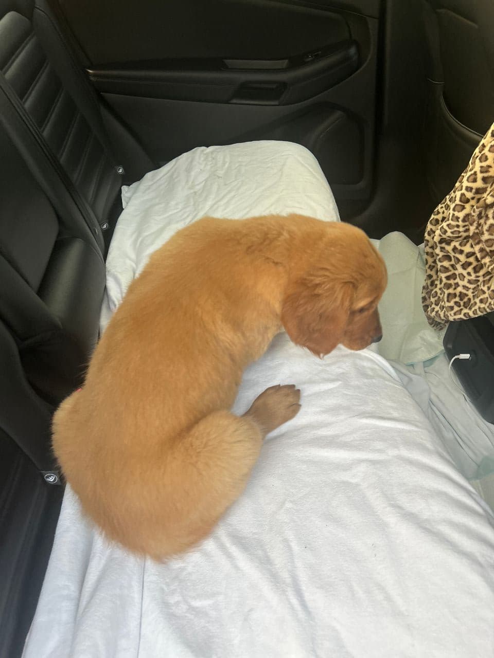 Pet travel photo 1
