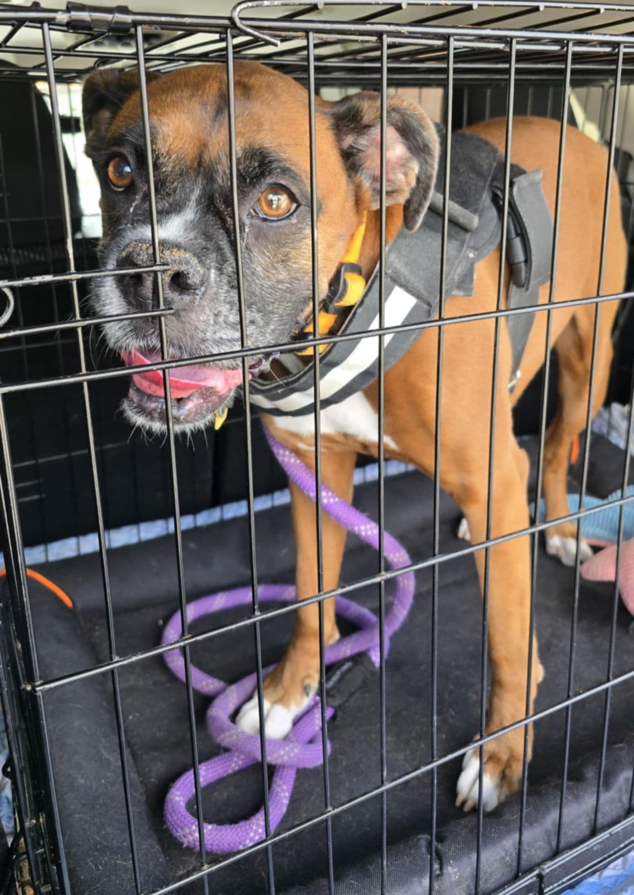Pet travel photo 1