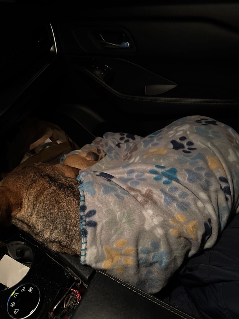 Pet travel photo 3