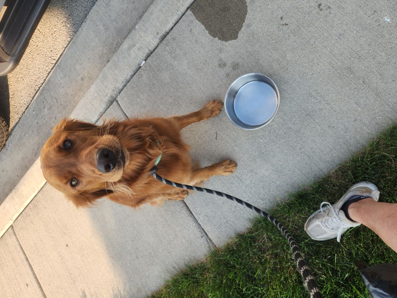 Pet travel photo 4