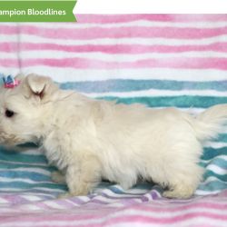 West Highland White Terrier named Princess Pickles