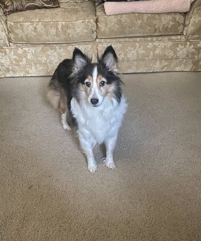 Bella