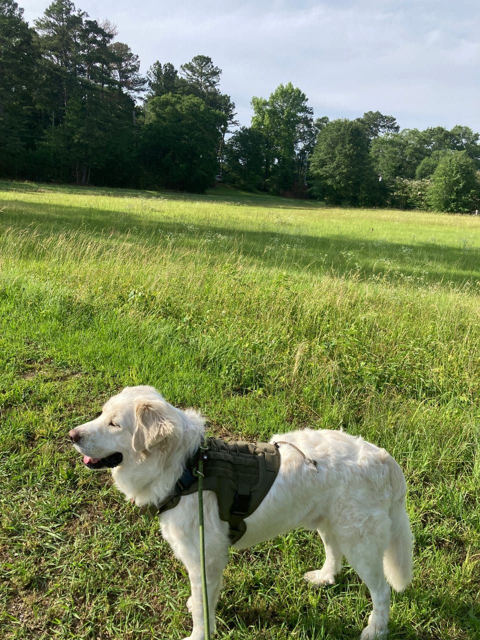 Pet travel photo 2