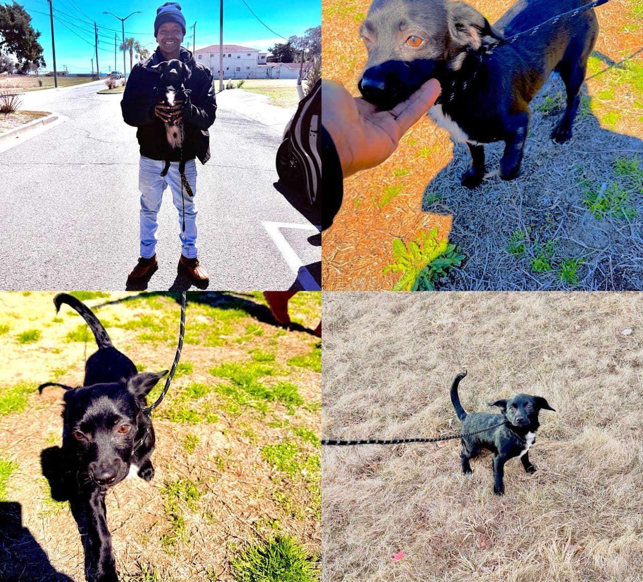 Pet travel photo 4