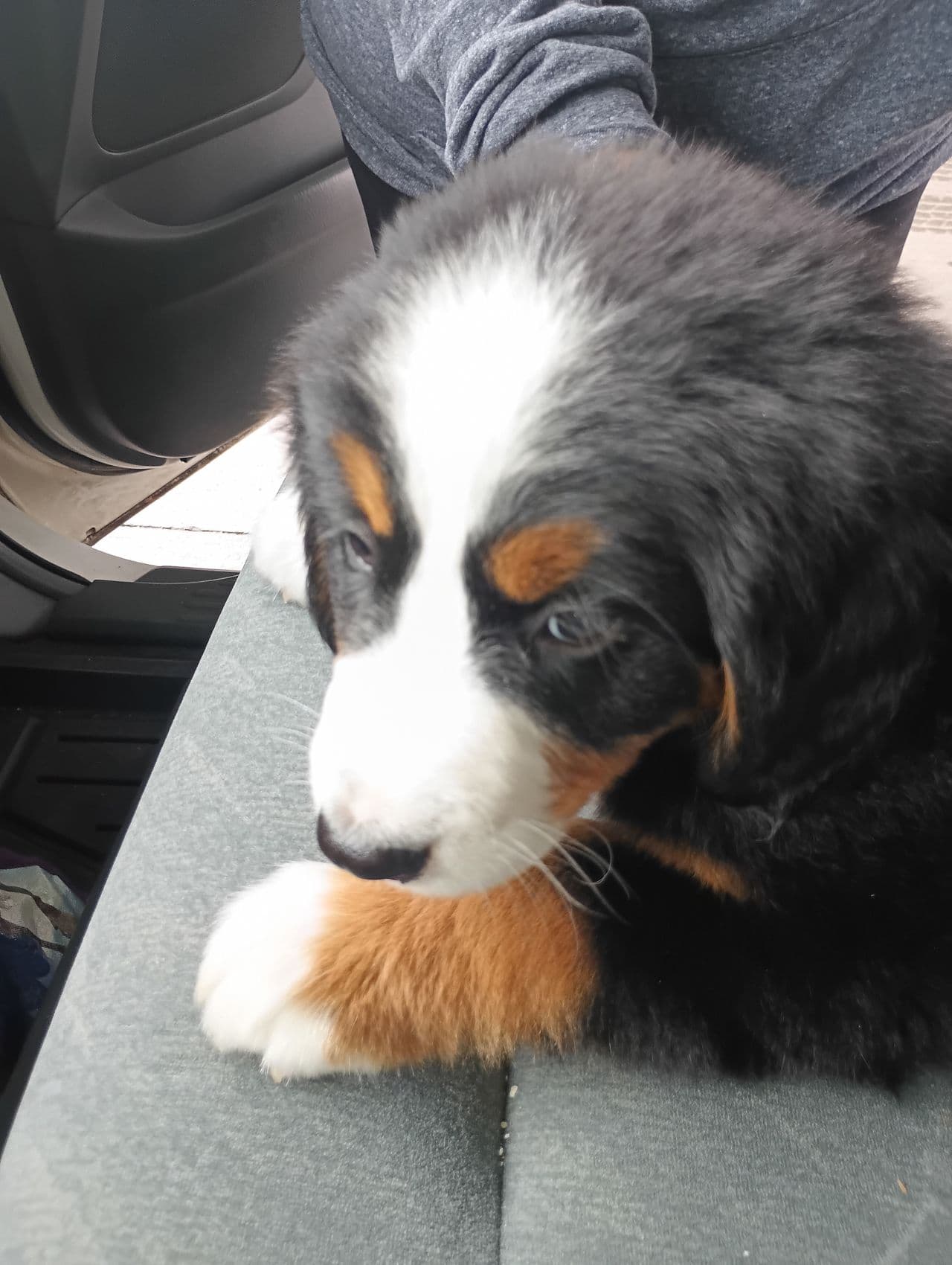 Pet travel photo 4