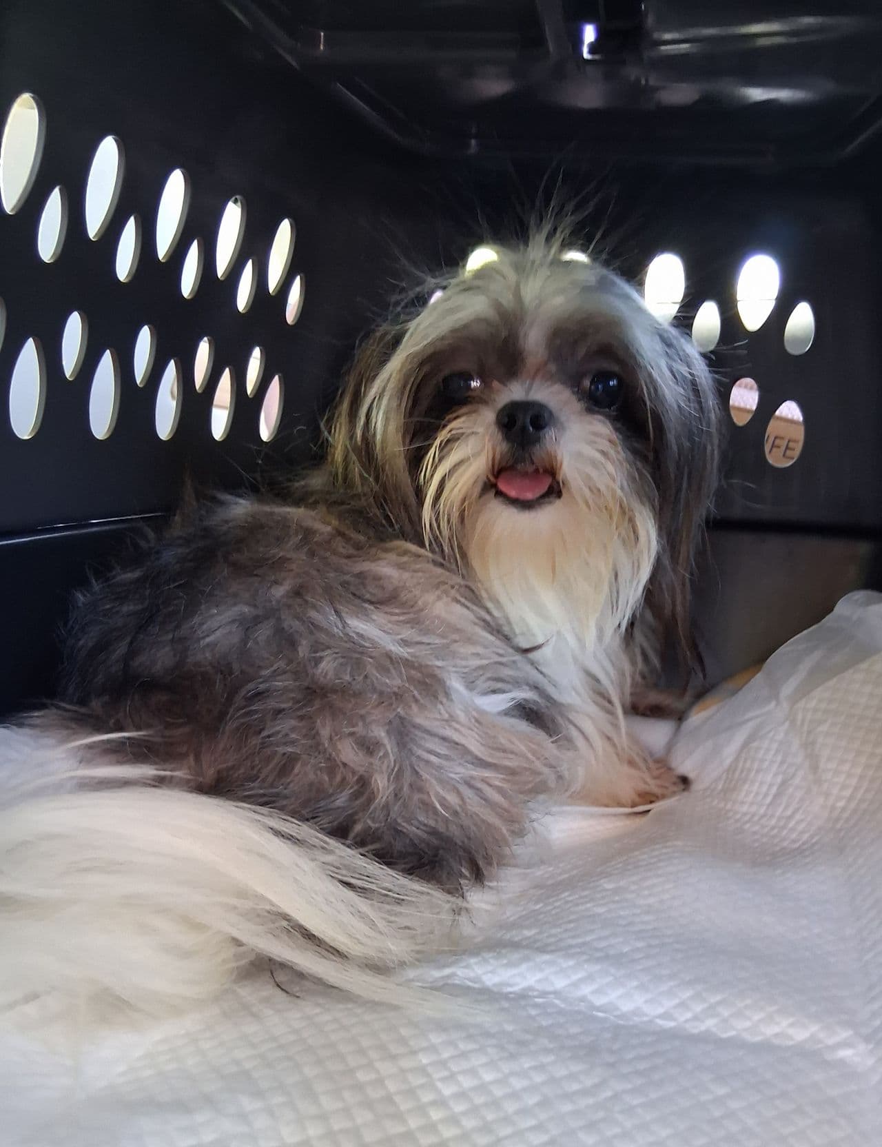 Pet travel photo 5