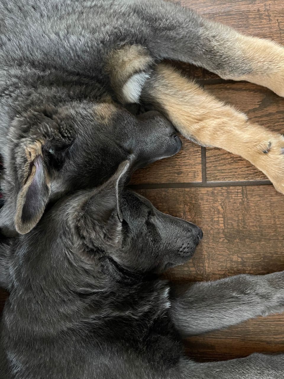 Pet travel photo 1