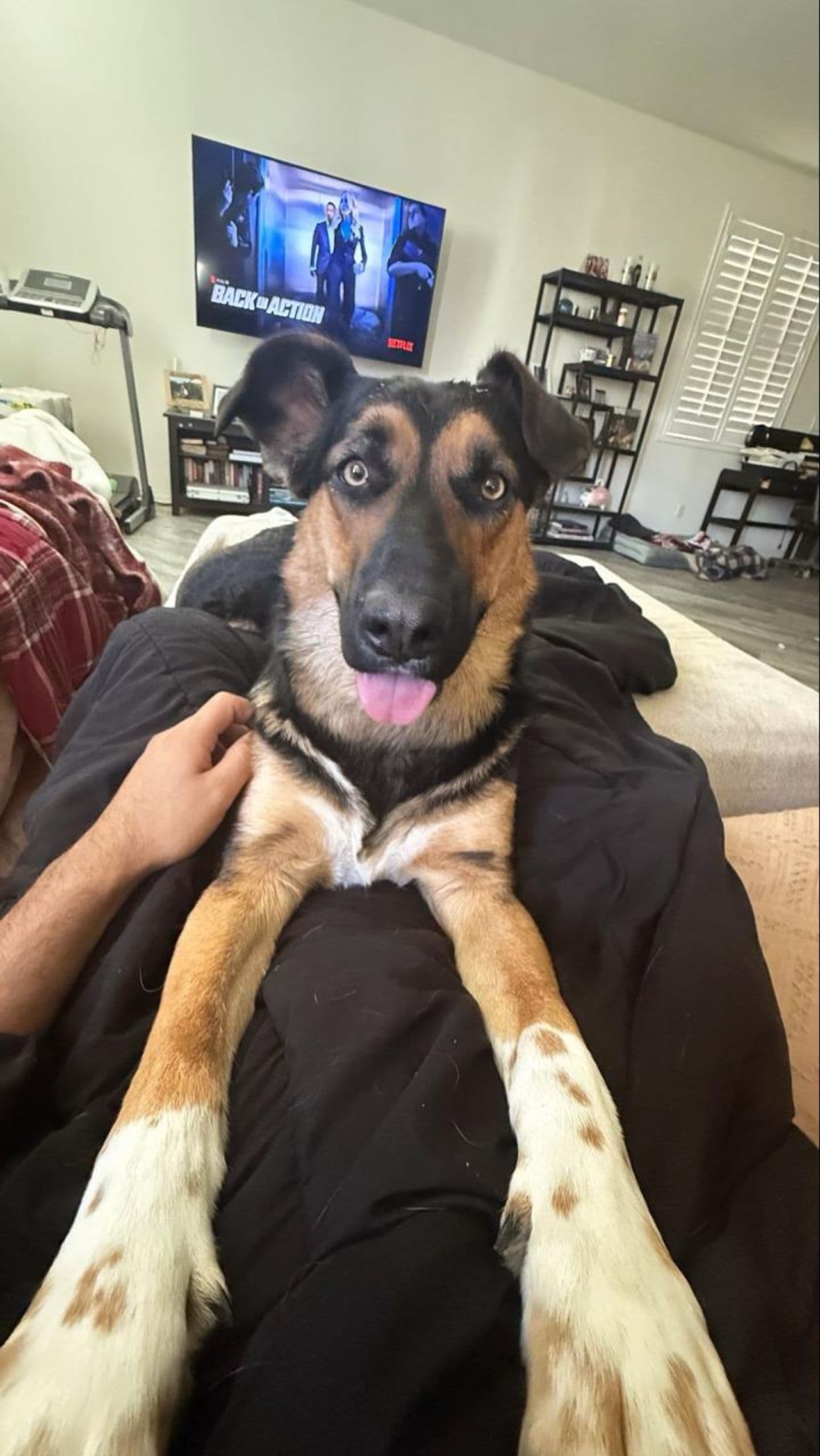 Pet travel photo 3