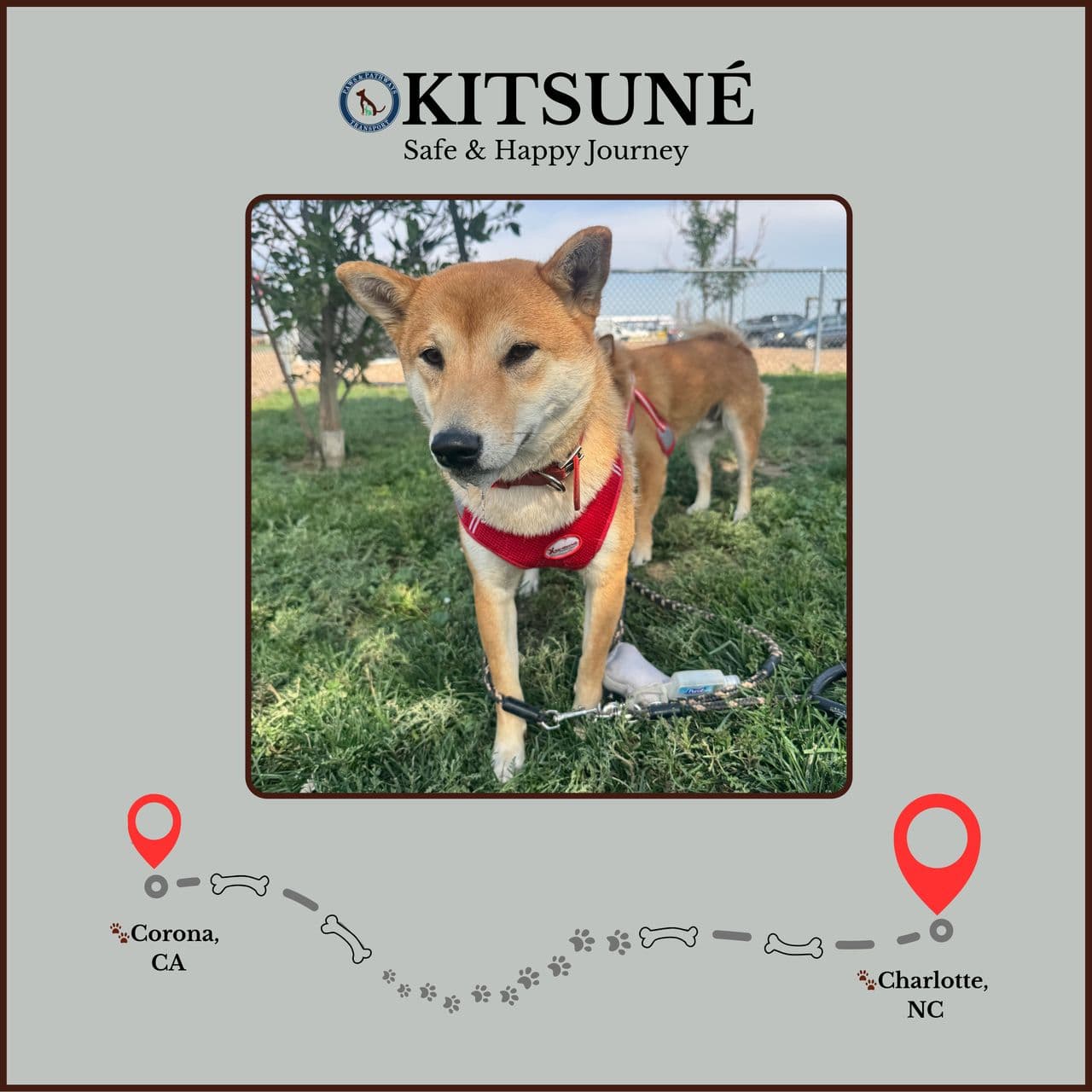 Pet travel photo 4
