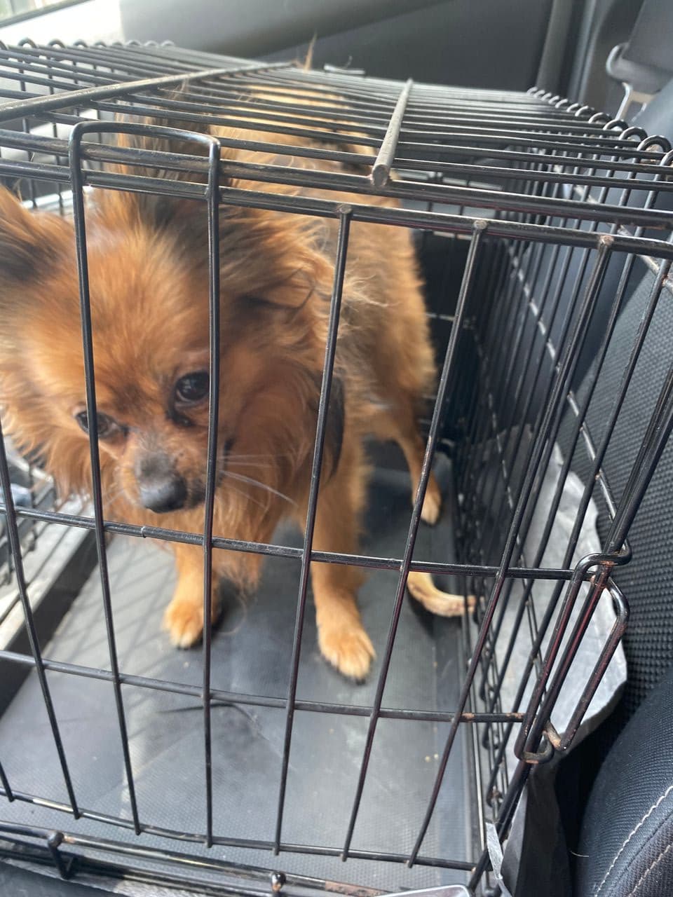 Pet travel photo 2