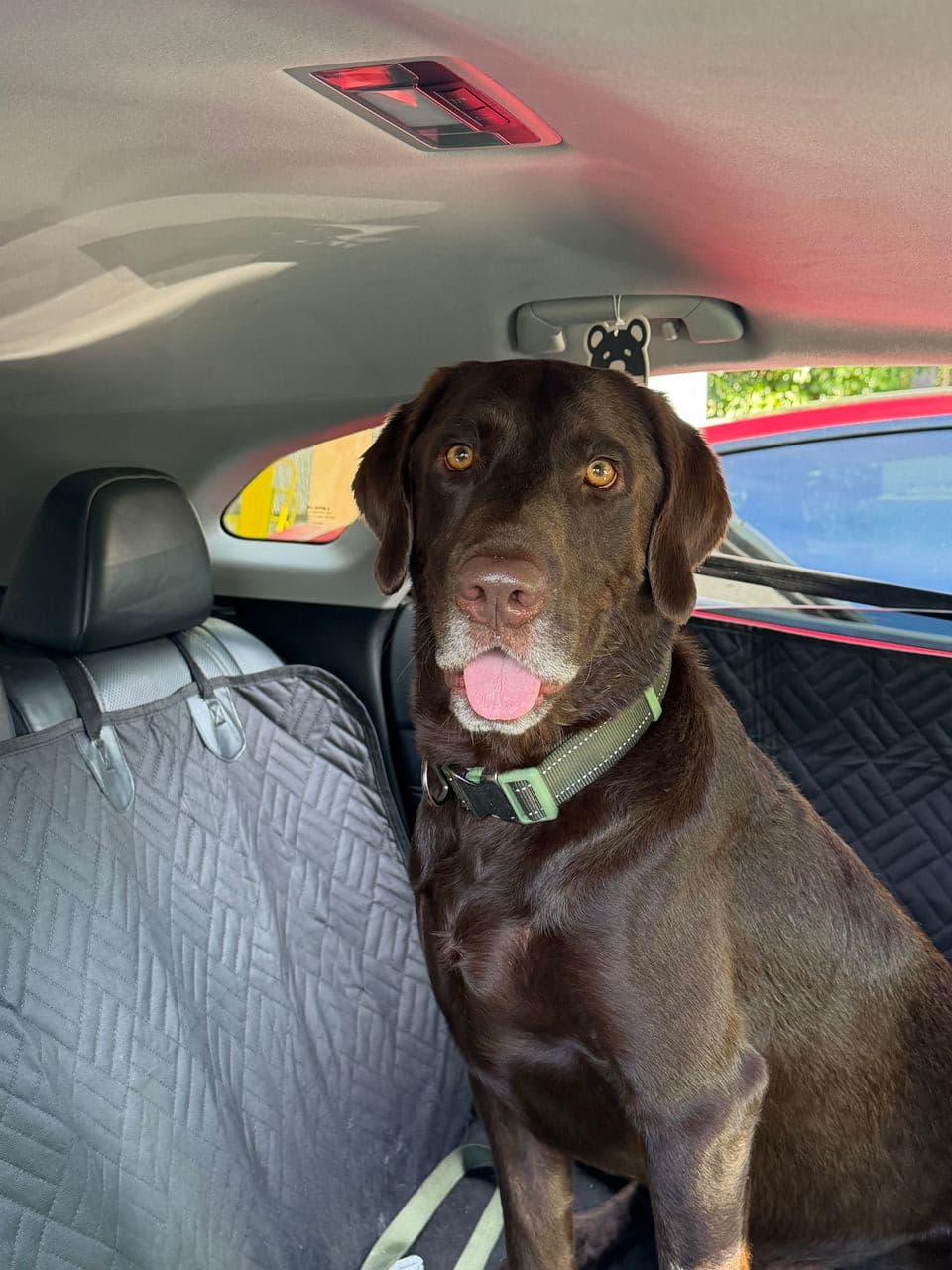 Pet travel photo 3