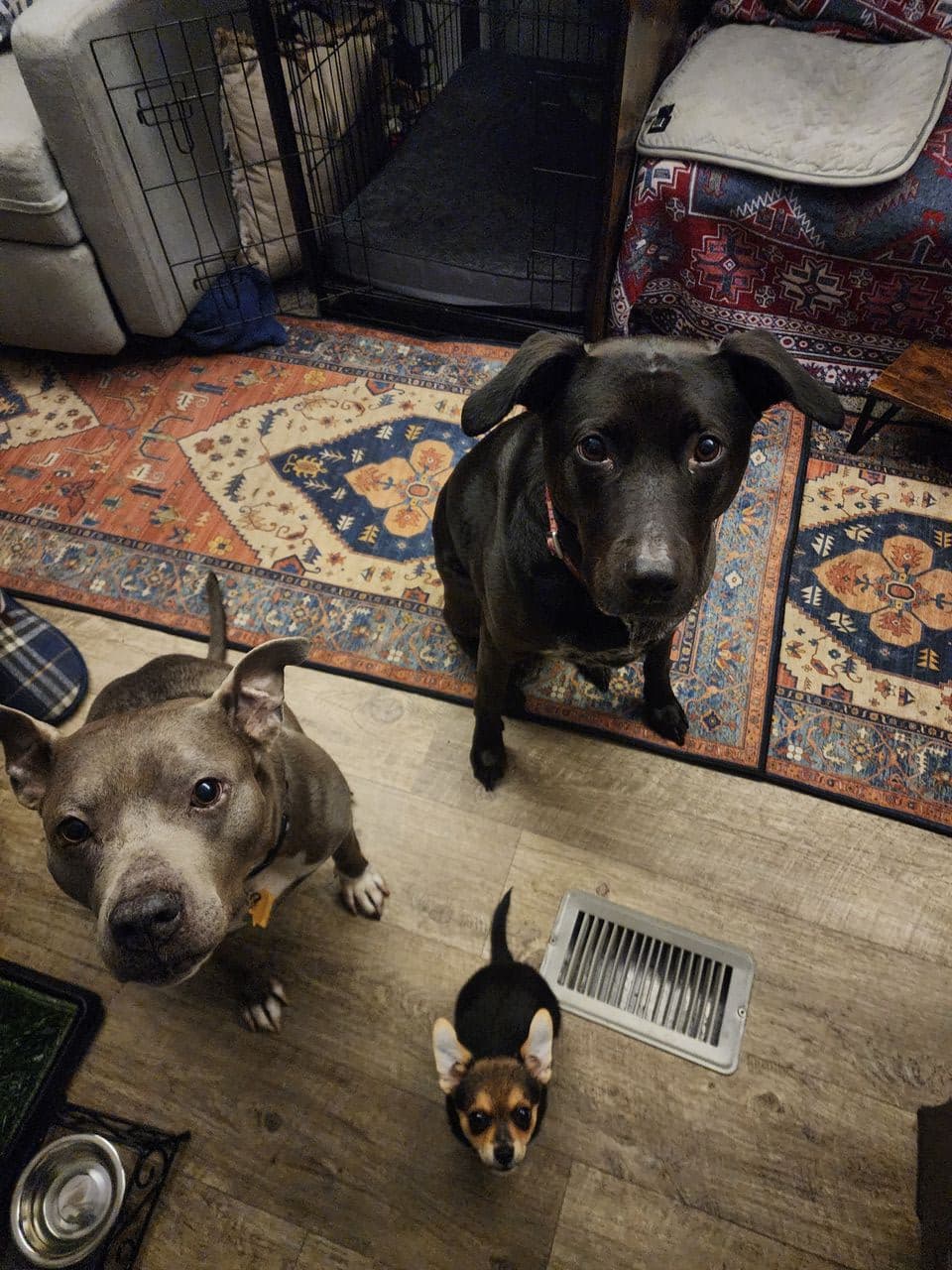 Pet travel photo 4