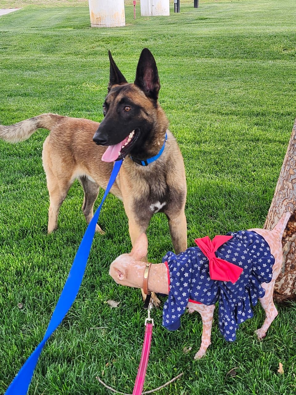 Pet travel photo 3
