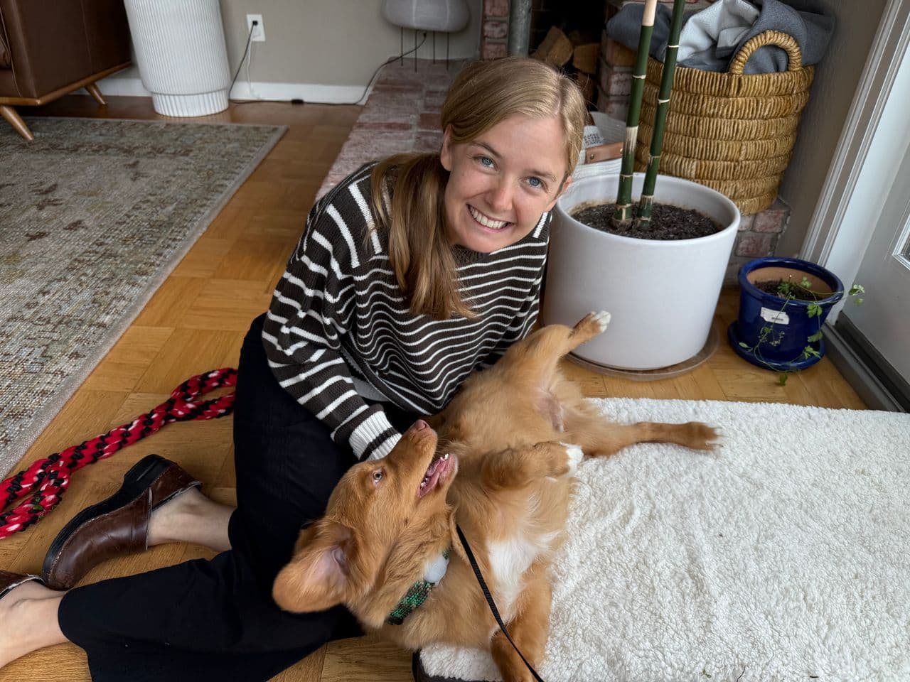Pet travel photo 3