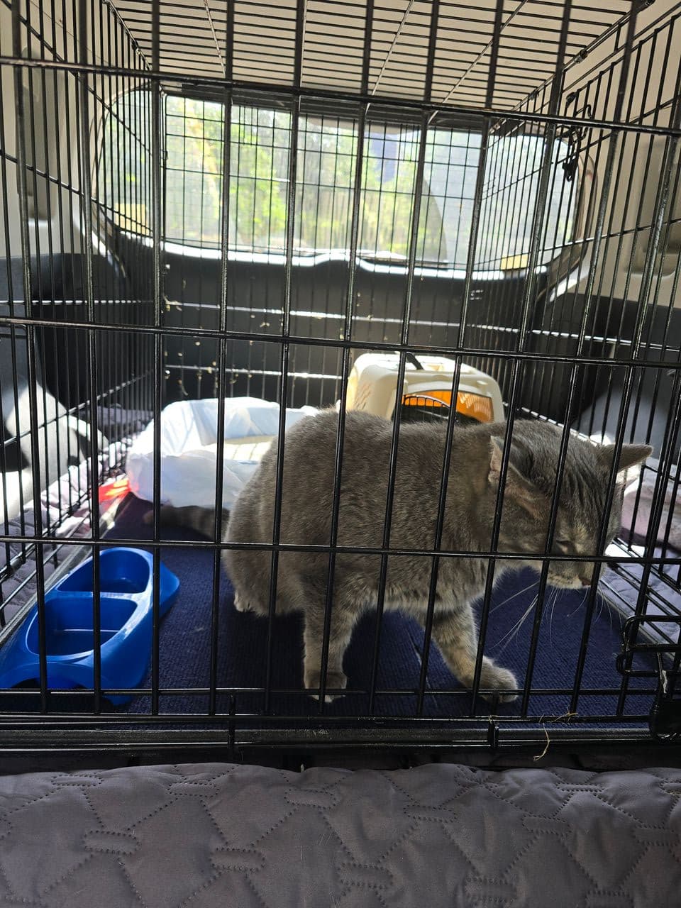 Pet travel photo 5