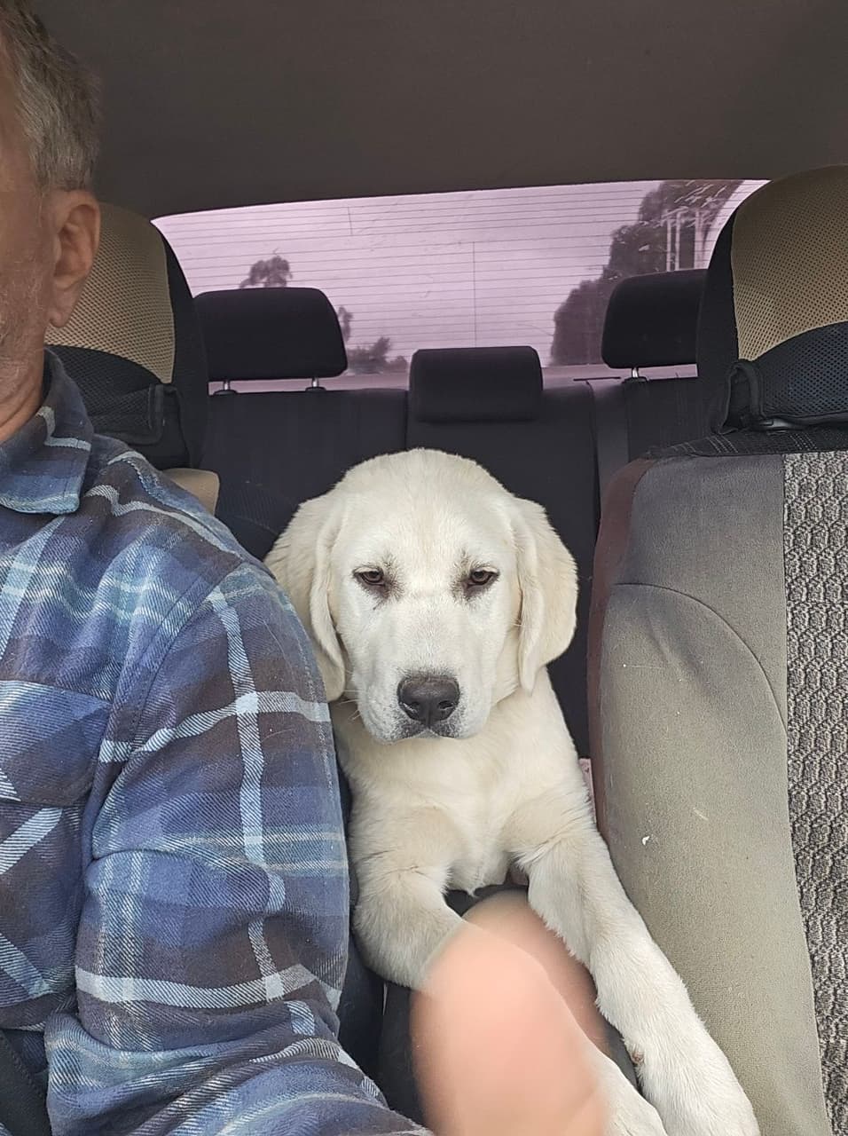 Pet travel photo 1