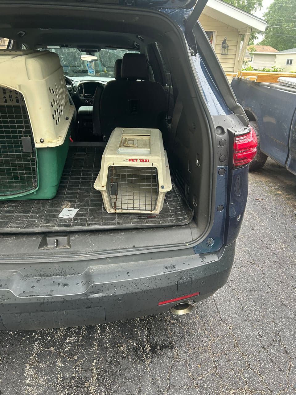 Pet travel photo 5