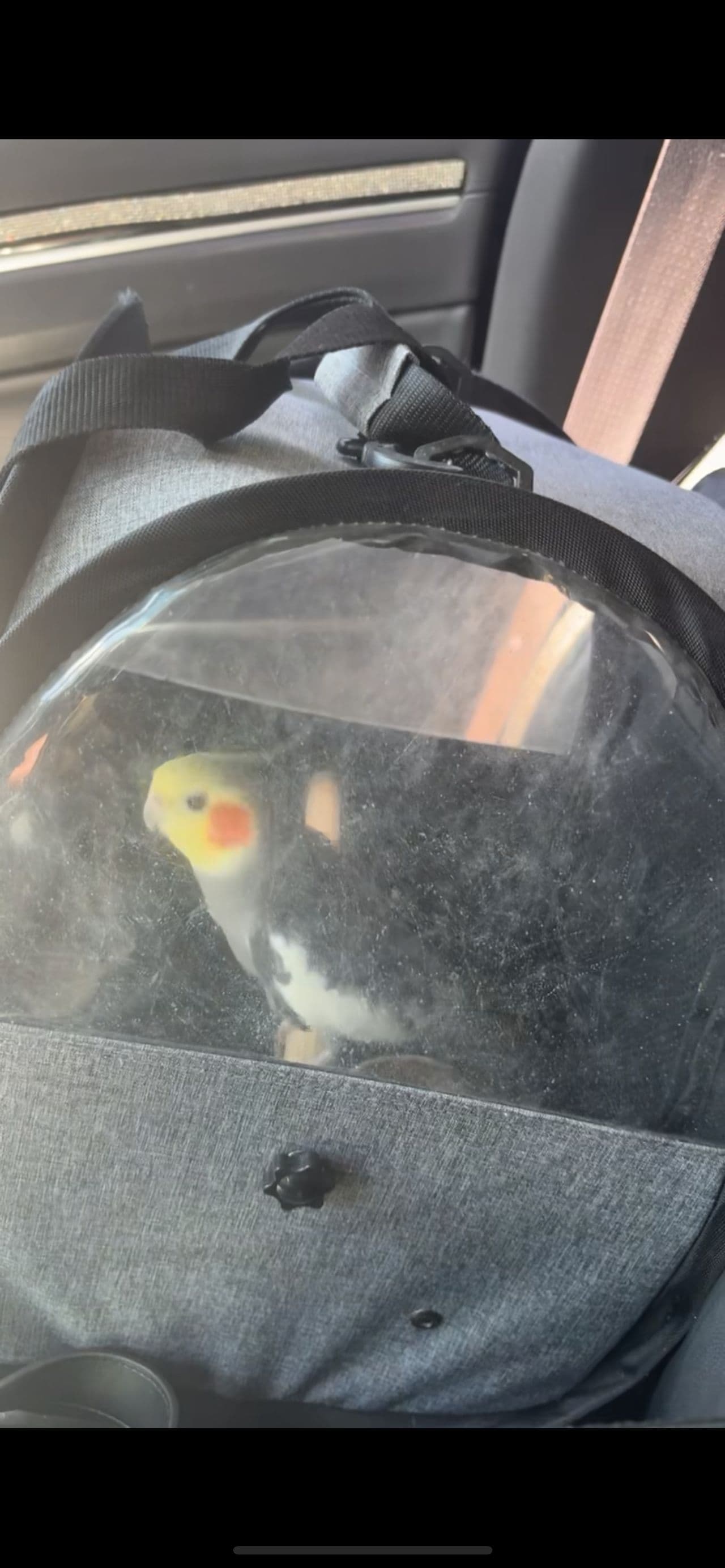 Pet travel photo 1
