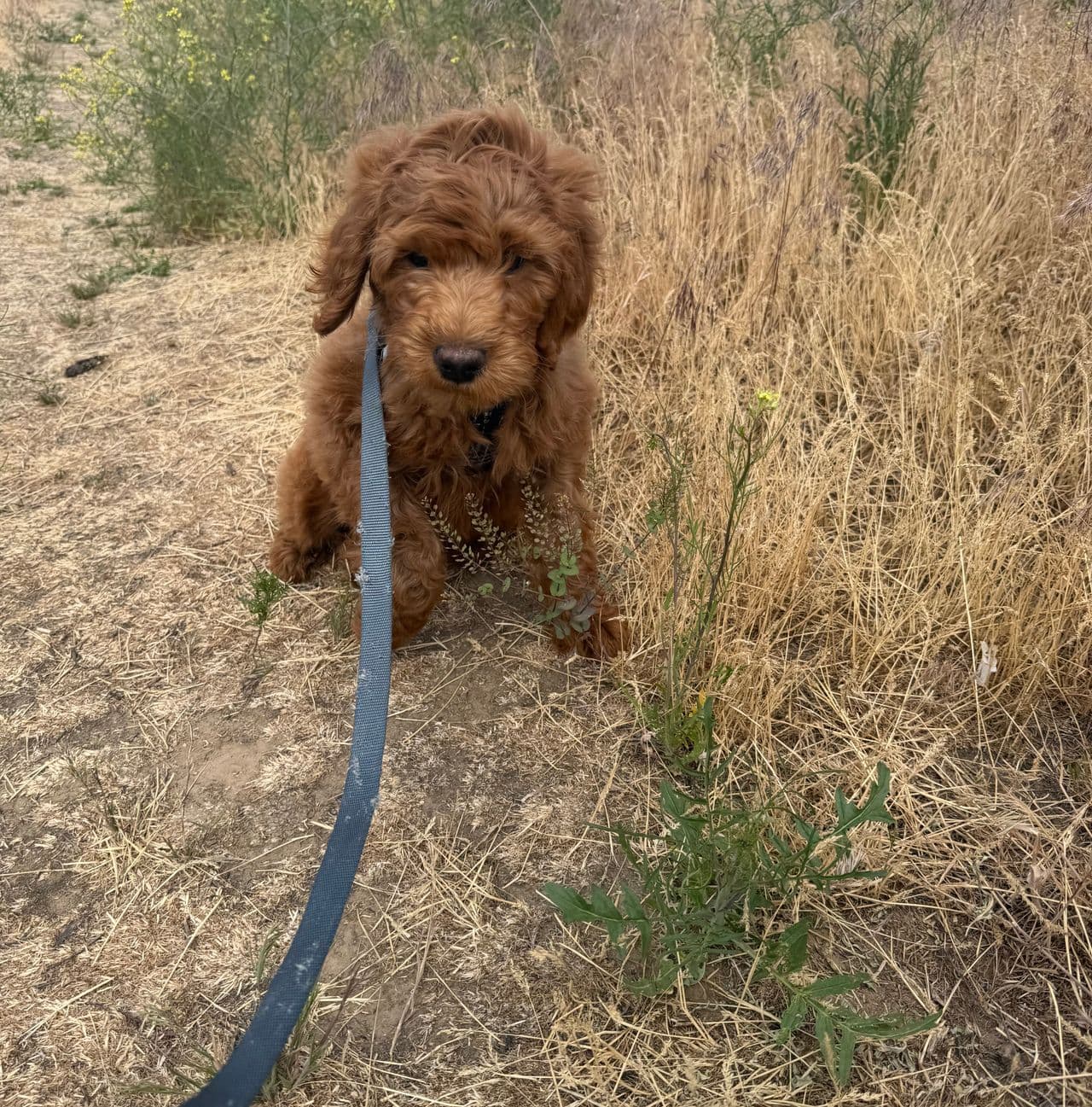 Pet travel photo 3