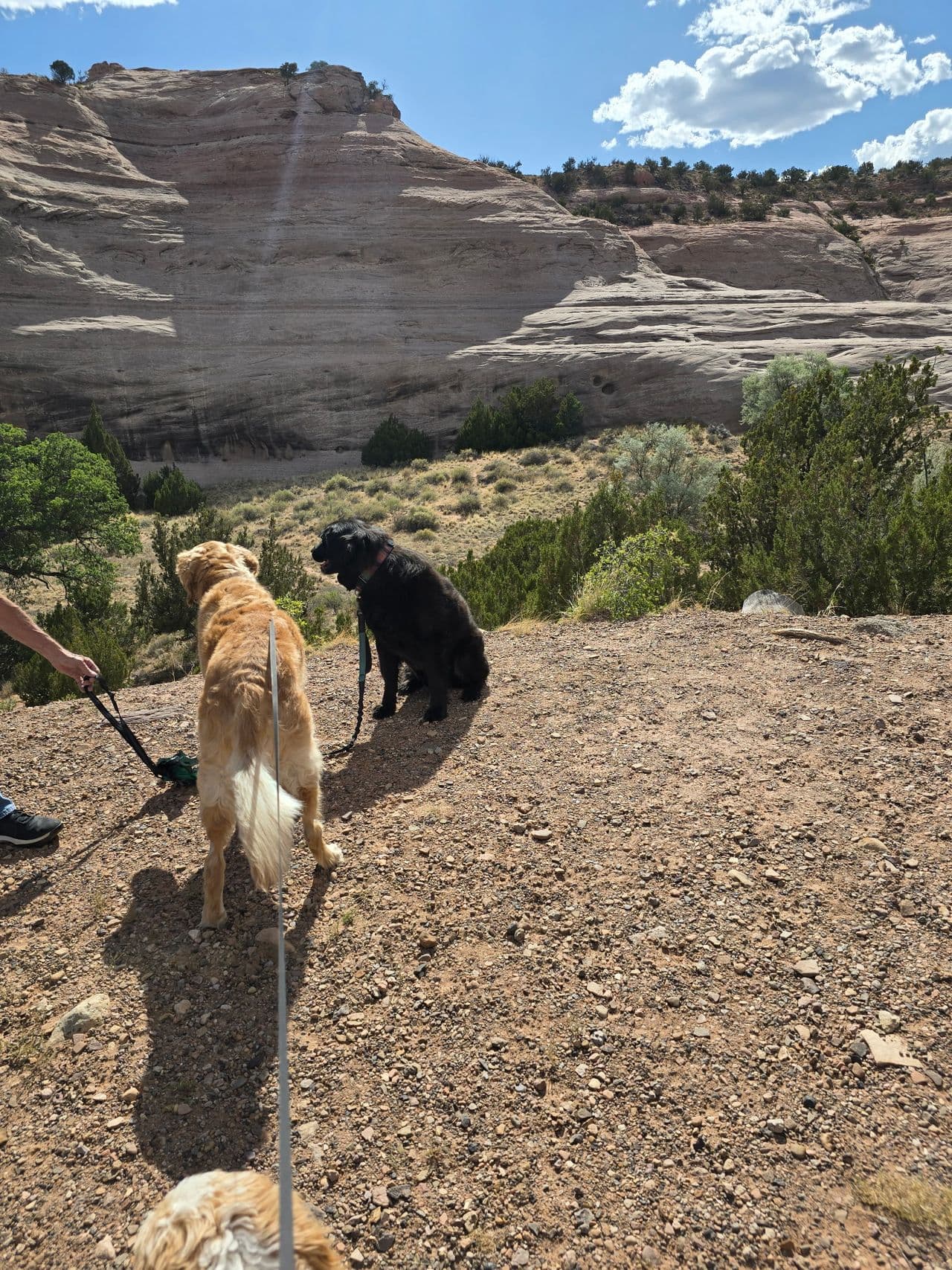 Pet travel photo 2