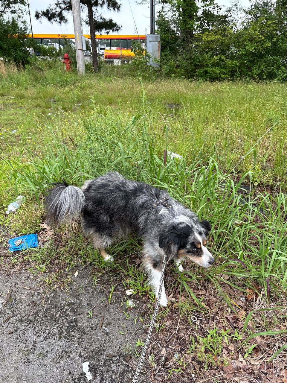 Pet travel photo 5