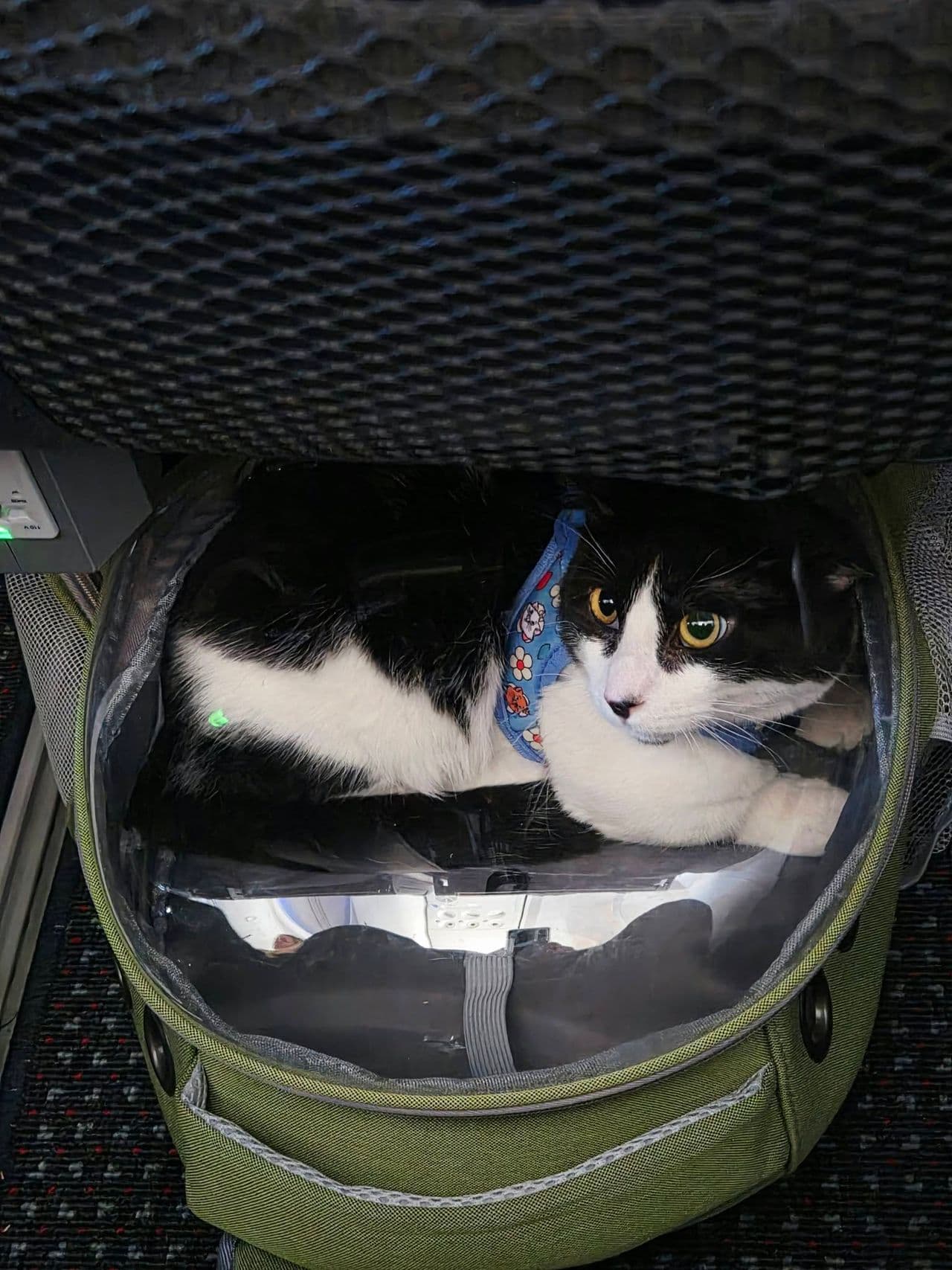 Pet travel photo 6