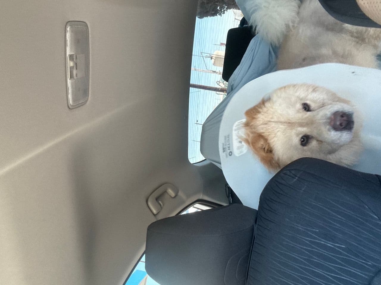 Pet travel photo 2