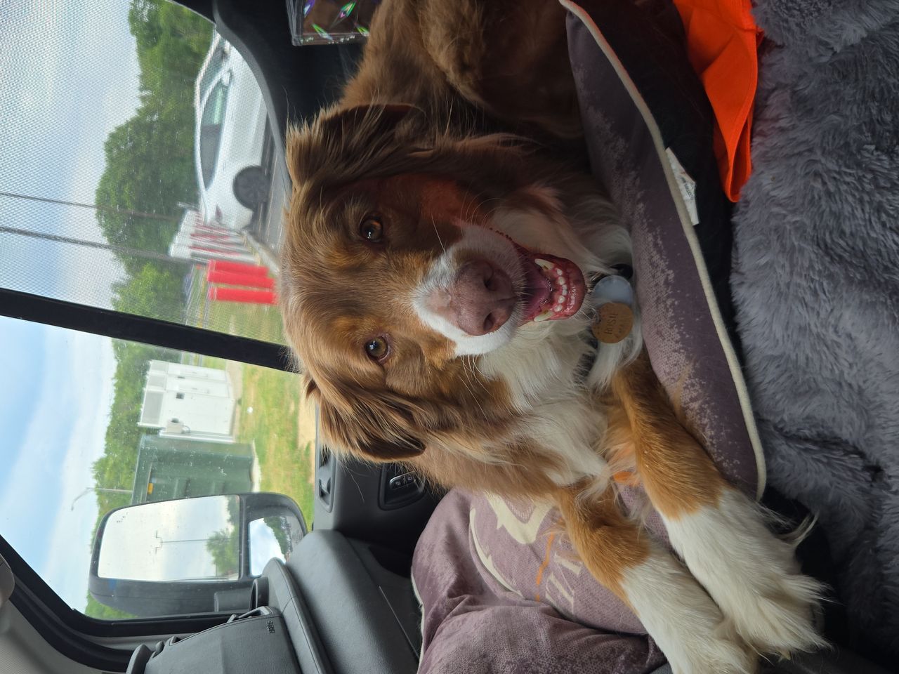 Pet travel photo 3
