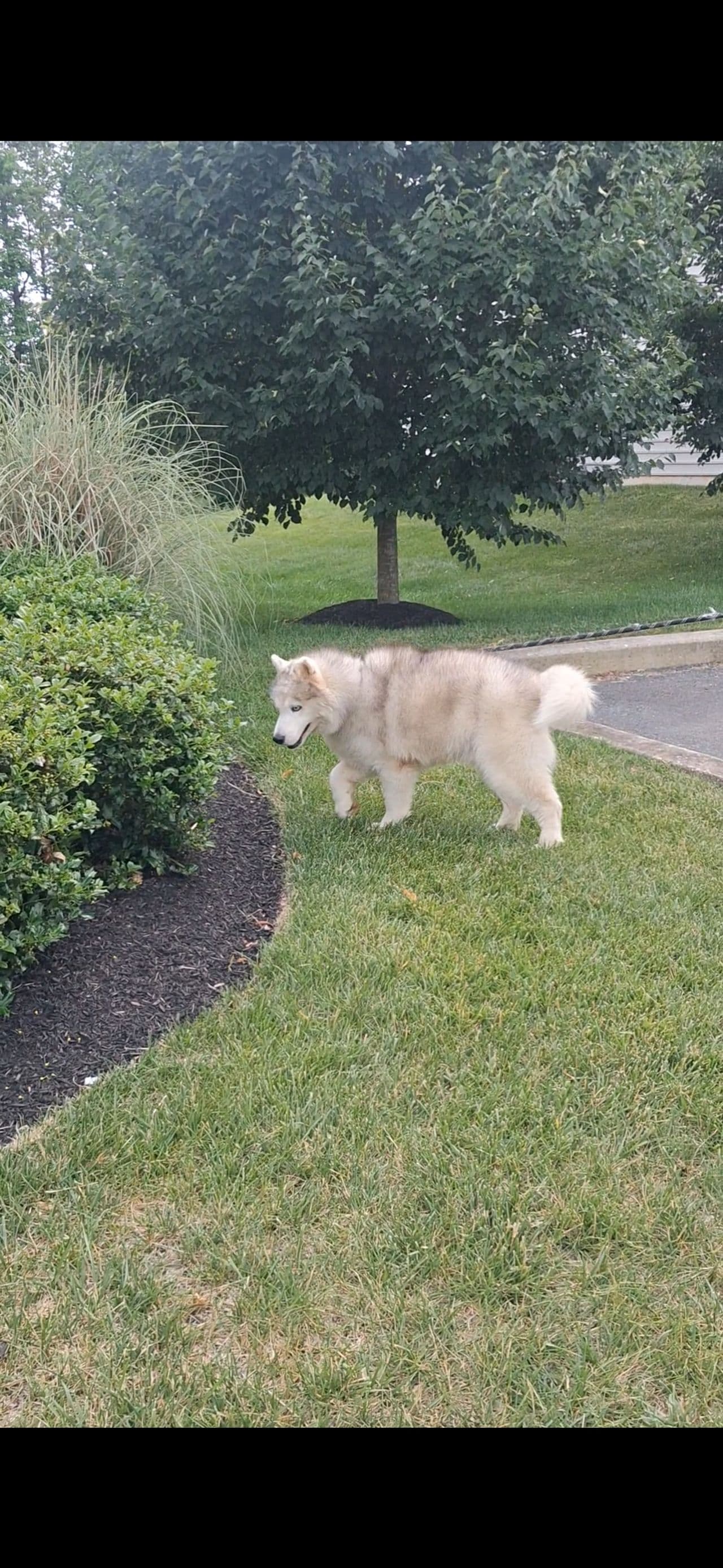 Pet travel photo 1