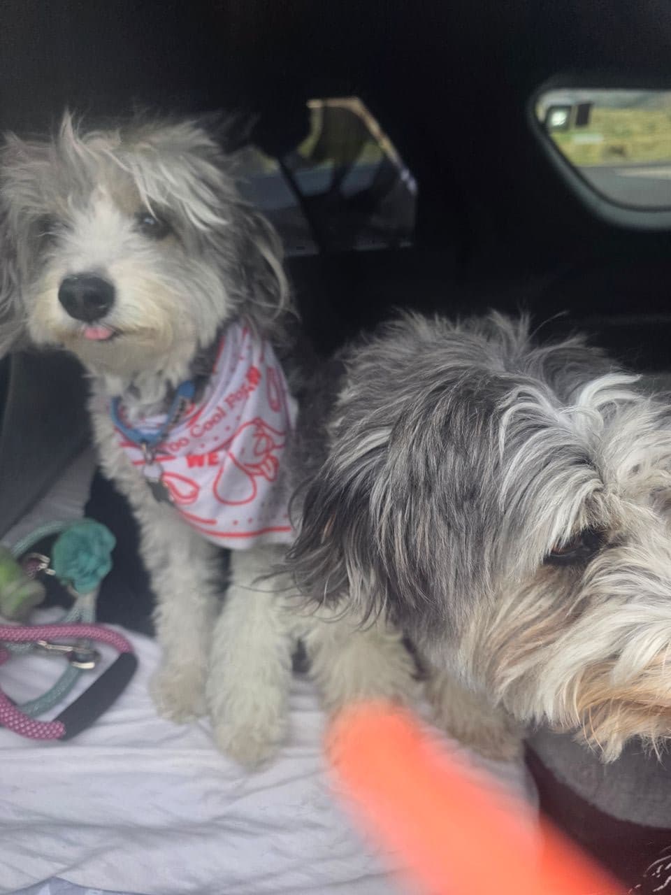 Pet travel photo 3