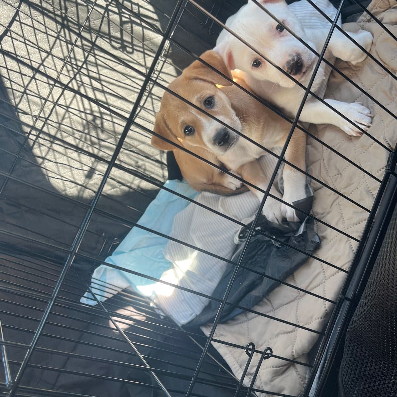 Pet travel photo 4