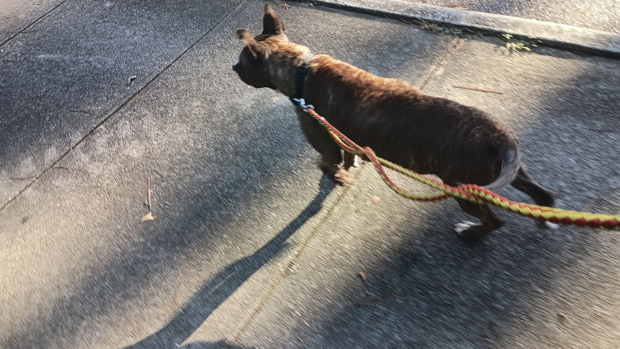 Pet travel photo 5