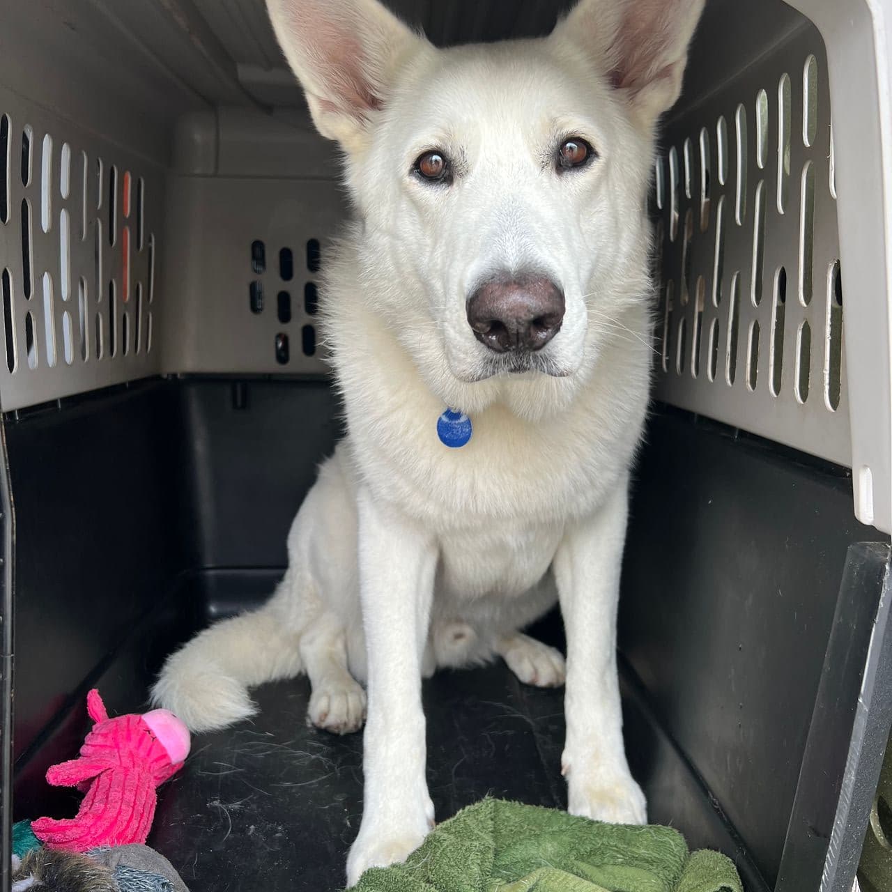 Pet travel photo 5