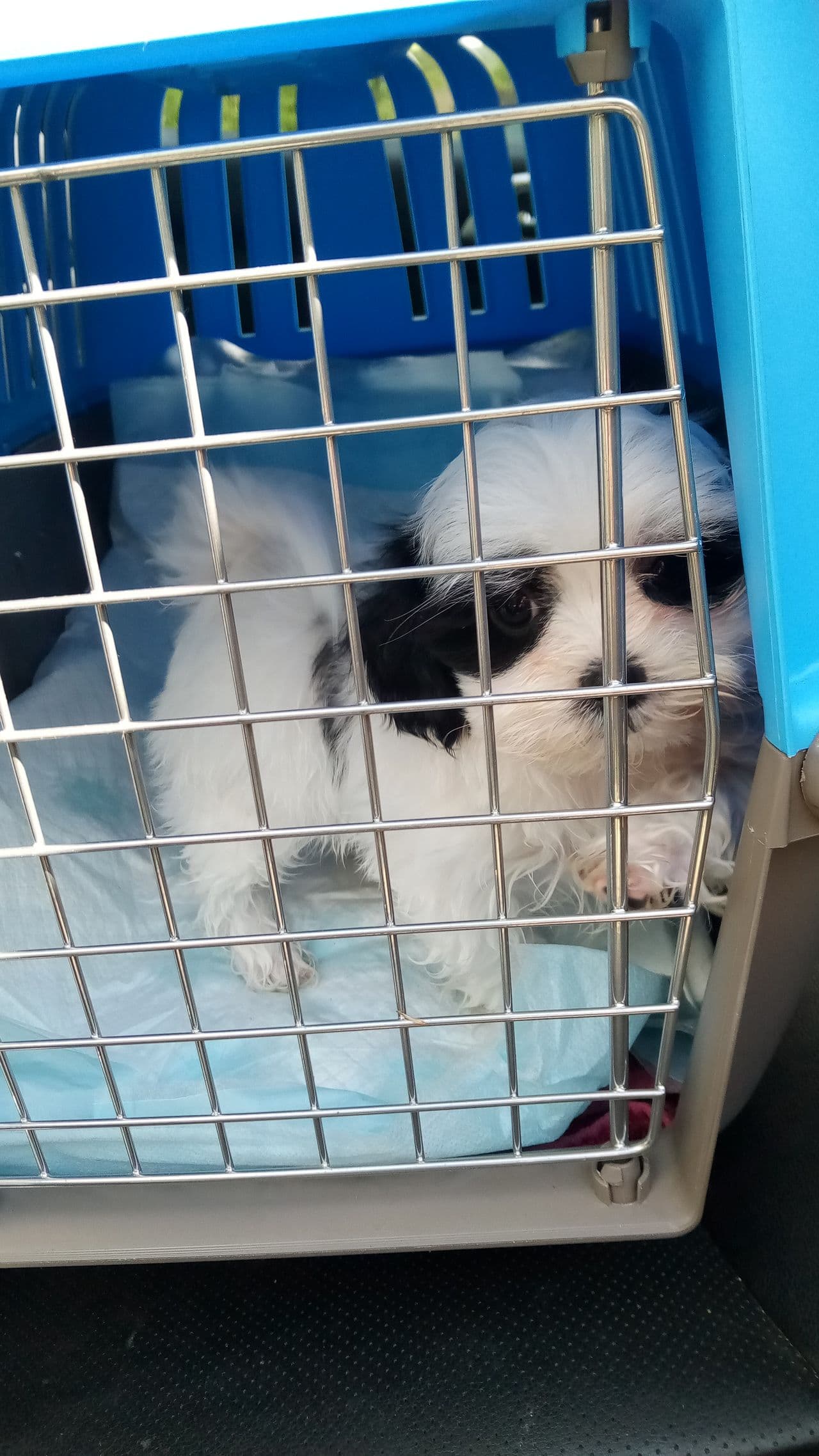 Pet travel photo 2