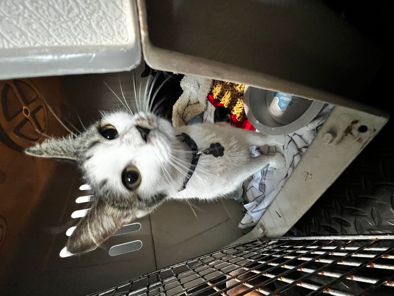 Pet travel photo 2