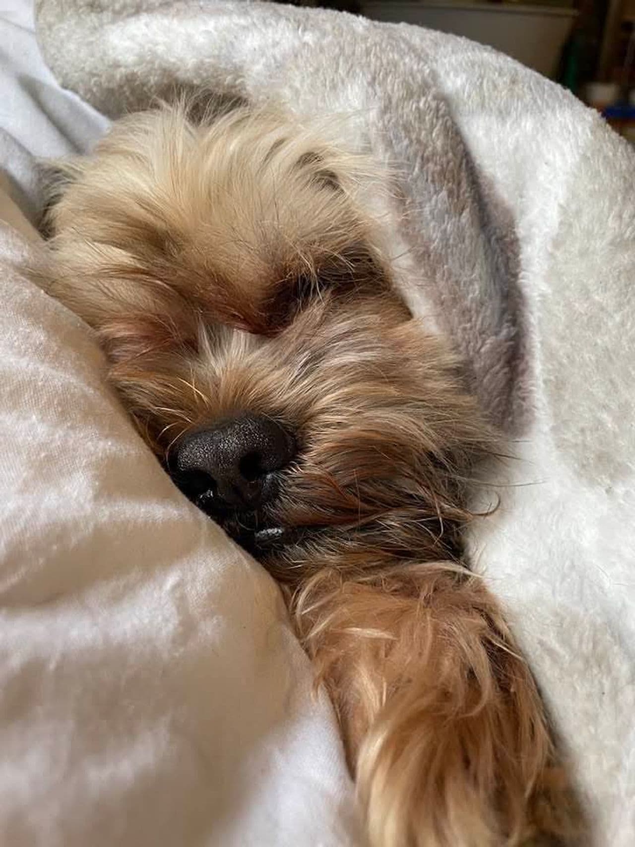 Pet travel photo 5