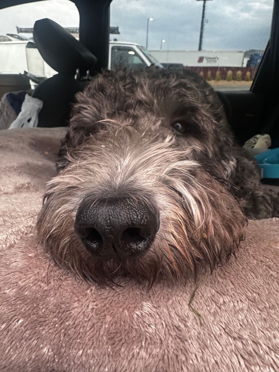 Pet travel photo 4