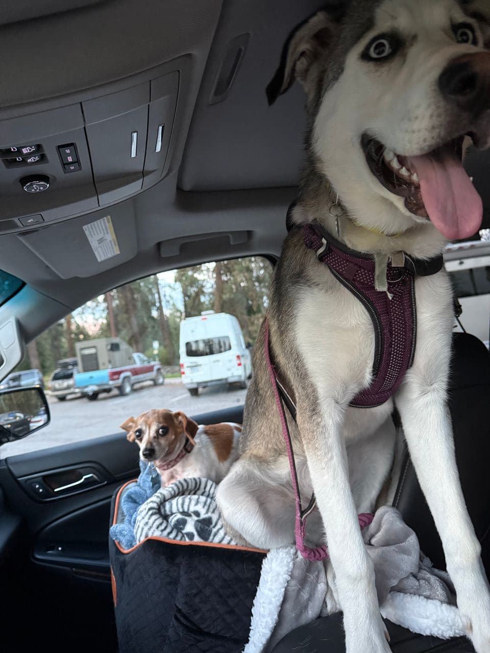 Pet travel photo 5