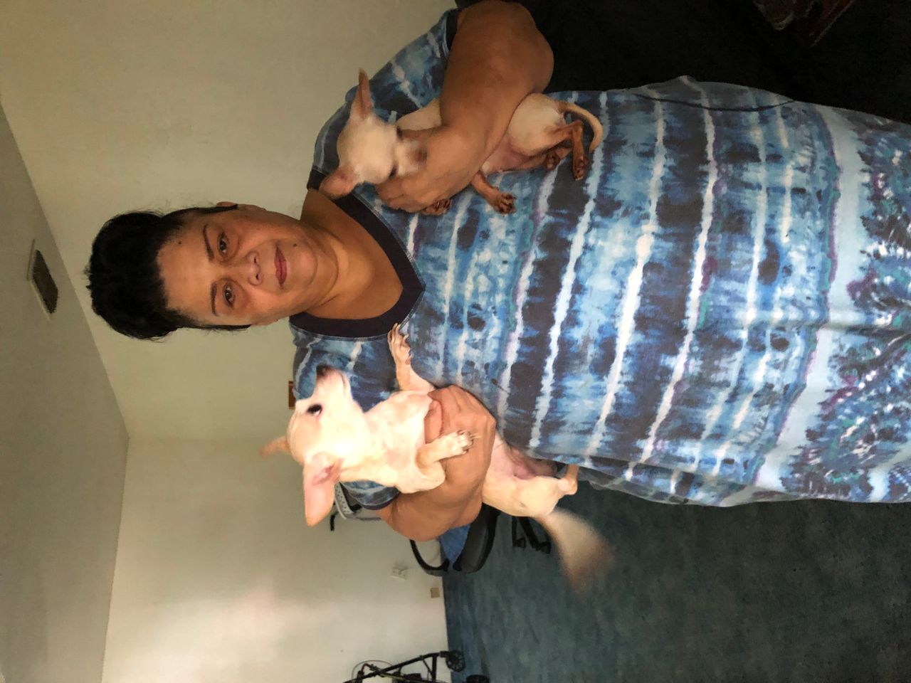 Pet travel photo 1