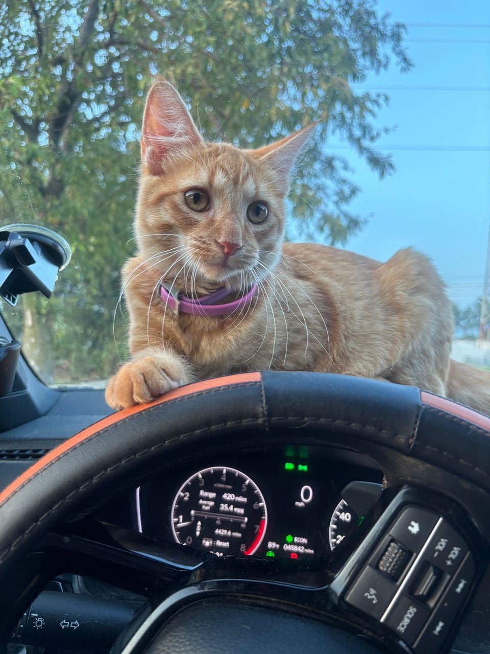 Pet travel photo 4