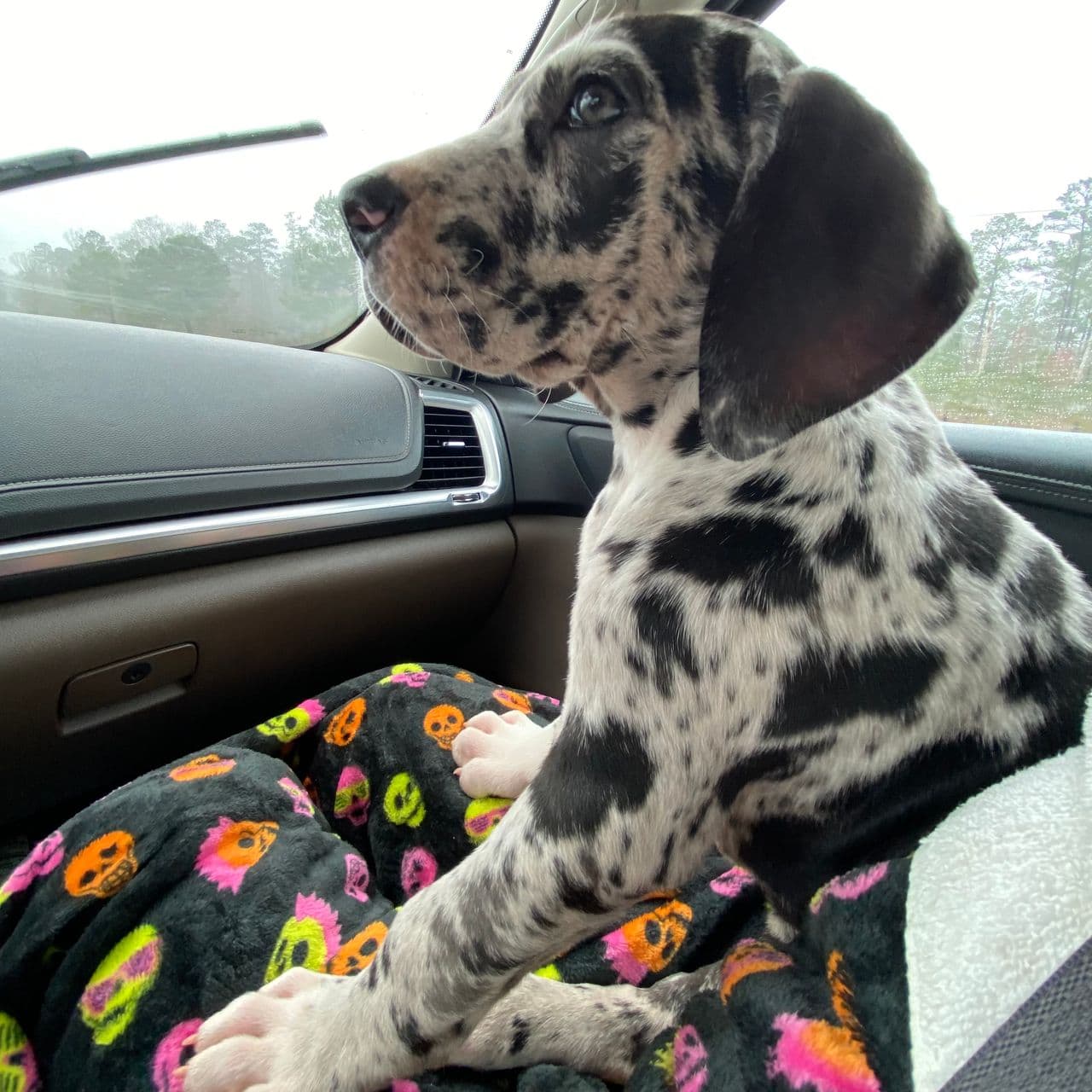 Pet travel photo 3