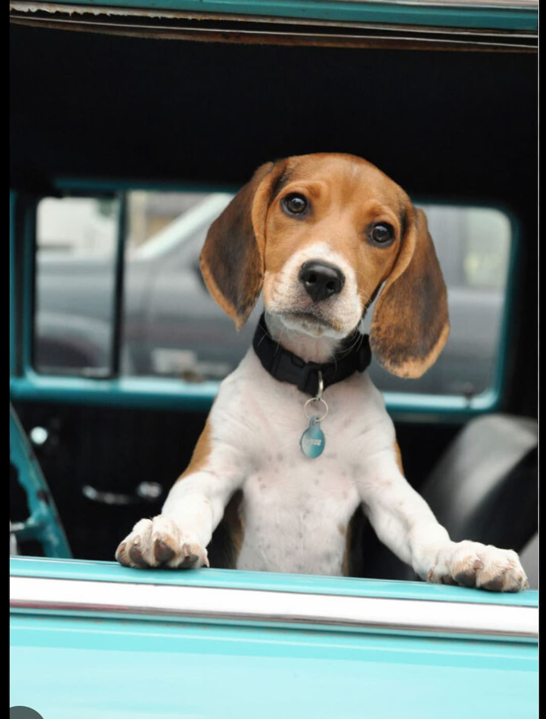 Christian’s Pawsome Journey LLC