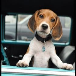 Christian’s Pawsome Journey LLC