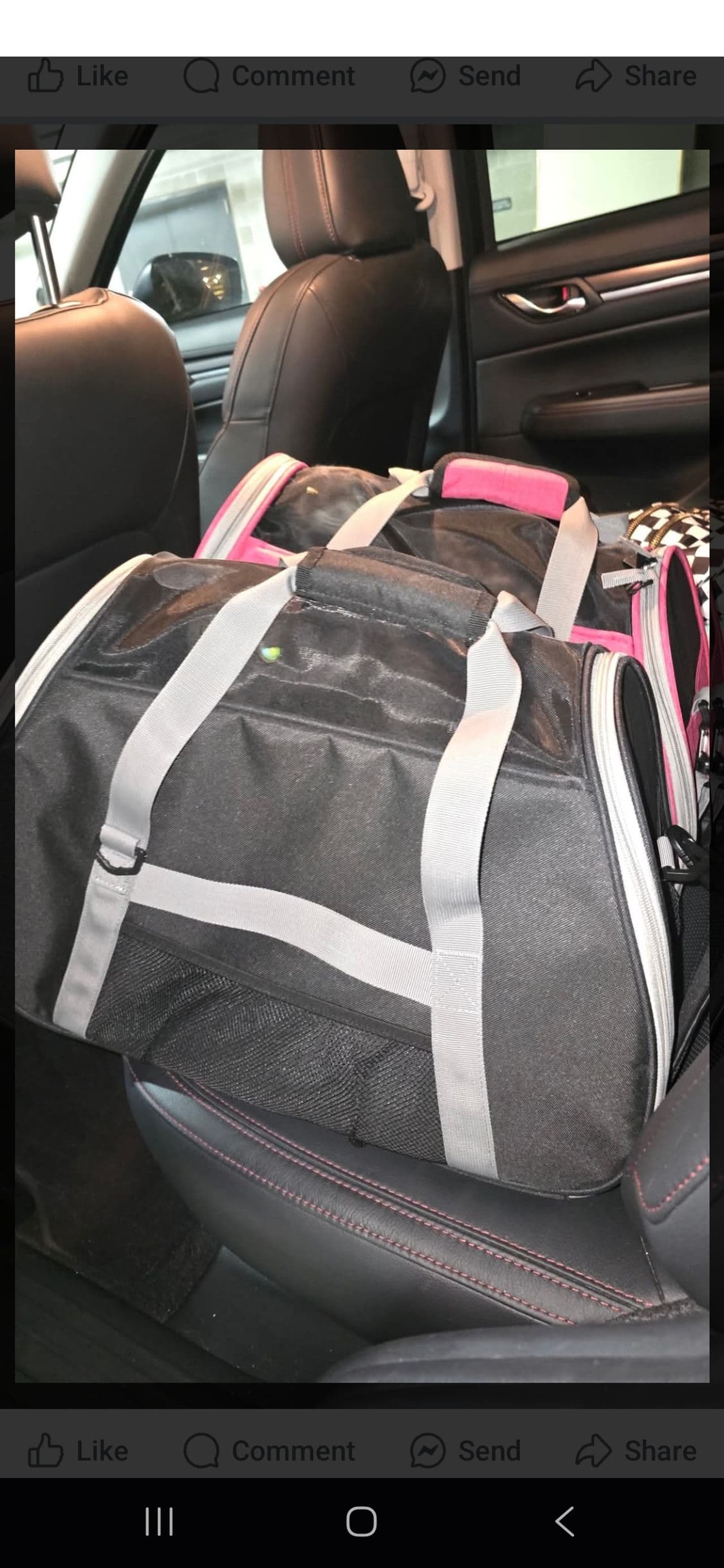 Pet travel photo 4