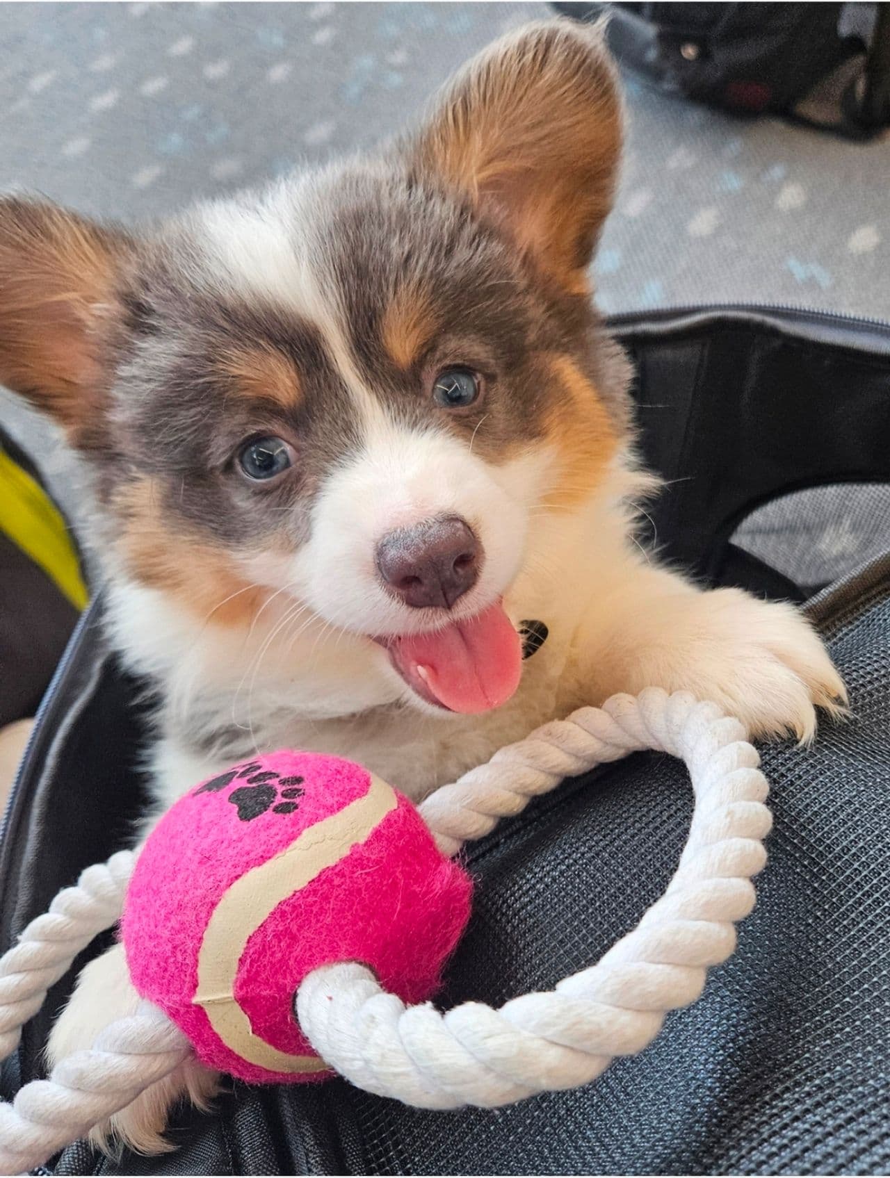 Pet travel photo 1