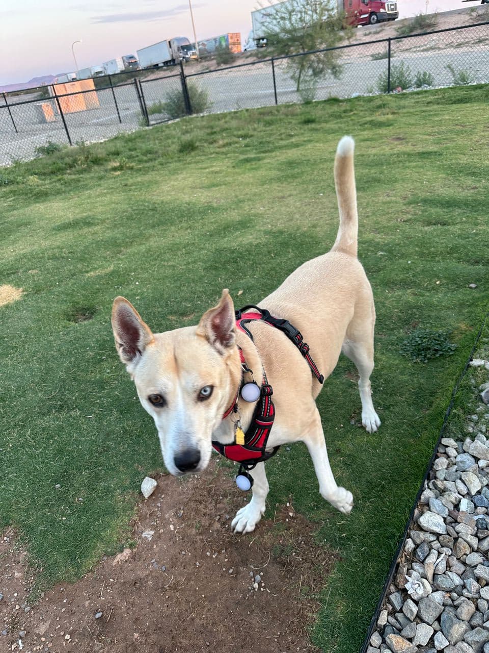 Pet travel photo 1
