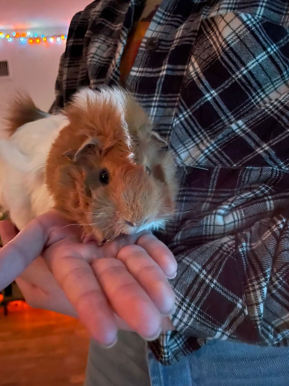 Pet travel photo 1