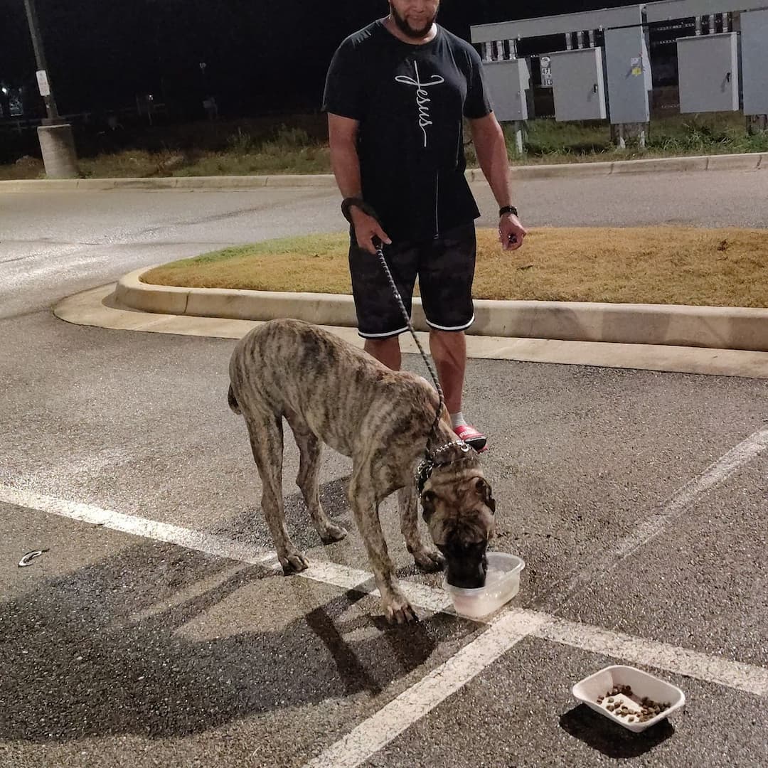 U.S.M.C. Pet Patrol (D.J.)