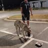 U.S.M.C. Pet Patrol (D.J.)