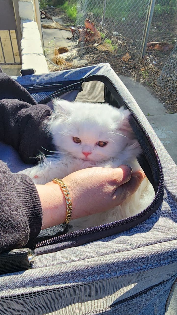 Pet travel photo 1